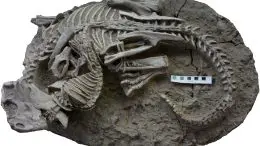 Fossil Entangled Skeletons Dinosaur and Mammal