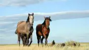 Horses on Steppe