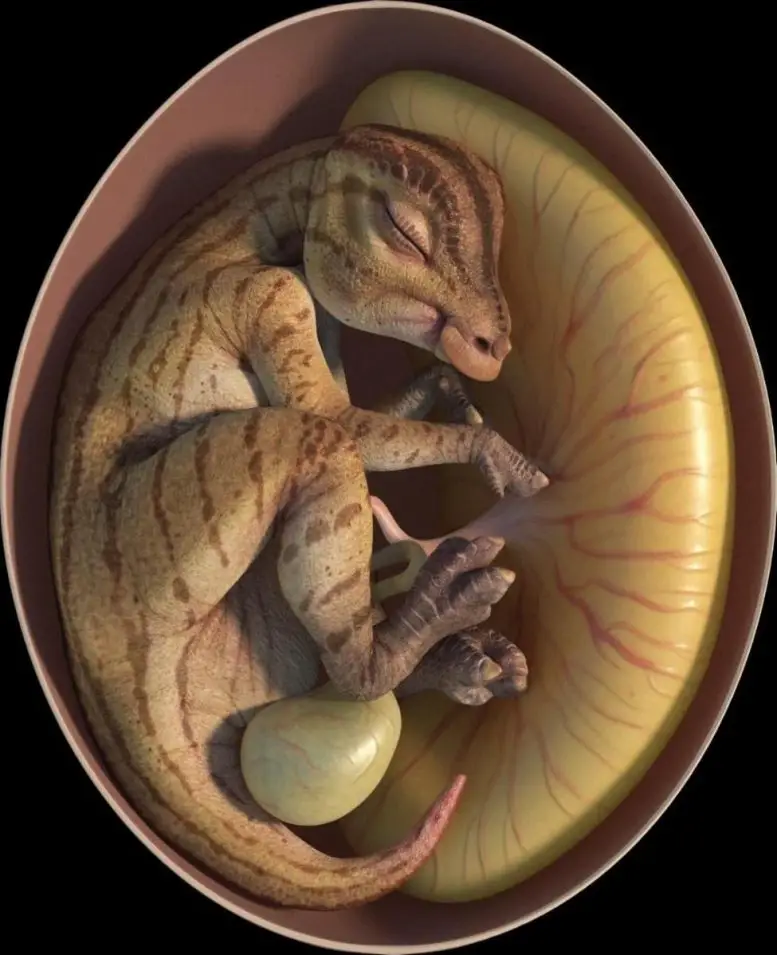 Inside Hadrosaur Egg