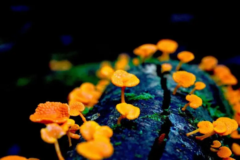 Invasive Orange Pore Fungus