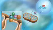 Scientists Discover Pathway That Protects Mitochondria