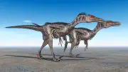 Velociraptors Feathers